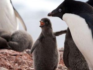 Banyak Penguin Mati dalam Bencana Musim Kawin di Antartika