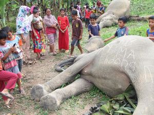 2 Gajah Mati di Aceh Timur Berusia 10 dan 20 Tahun