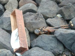 Pantai Watu-watu di Surabaya Digegerkan Penemuan Jenglot