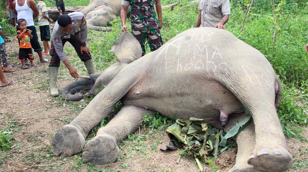 Tragis, 2 Ekor Gajah Sumatera Mati Tersengat Listrik di Aceh