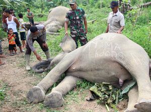 Tragis, 2 Ekor Gajah Sumatera Mati Tersengat Listrik di Aceh