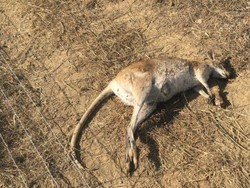 Pembunuhan Massal Kanguru Kecil di Queensland Dikecam
