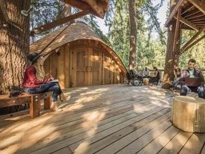 Microsoft Bangun Rumah Pohon Buat Rapat Karyawan