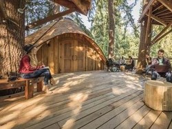 Microsoft Bangun Rumah Pohon Buat Rapat Karyawan