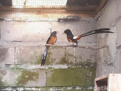 Puluhan Burung Murai Batu di Wonosobo Disikat Pencuri