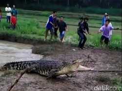 Banjir Datang, Buaya Ukuran Besar Muncul di Sungai Kebumen