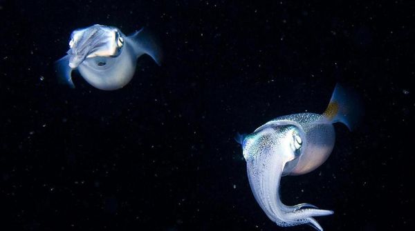 Foto: Cumi-cumi Bercahaya di Dalam Gelap