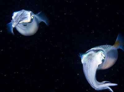Foto: Cumi-cumi Bercahaya di Dalam Gelap
