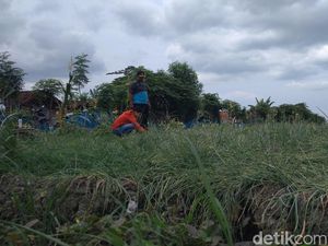 Petani di Cirebon Curhat Harga Bawang Merah Anjlok