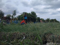Petani di Cirebon Curhat Harga Bawang Merah Anjlok