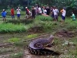 Buaya Berdarah Dingin, Para Pemancing Harap Waspada