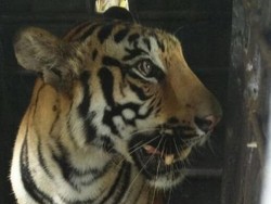 Harimau Pemakan Manusia Mati Tersengat Pagar Listrik di India