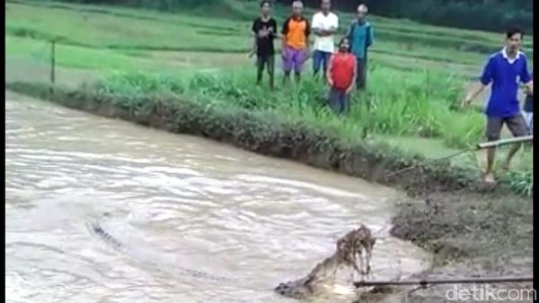 Foto: Heboh Buaya Raksasa Muncul Usai Banjir di Kebumen