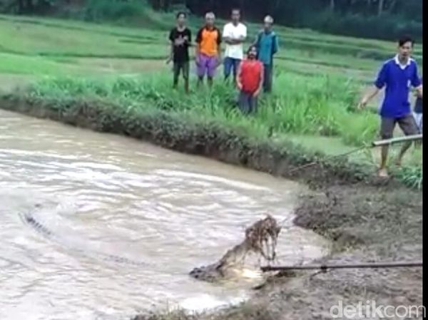 Foto: Heboh Buaya Raksasa Muncul Usai Banjir di Kebumen