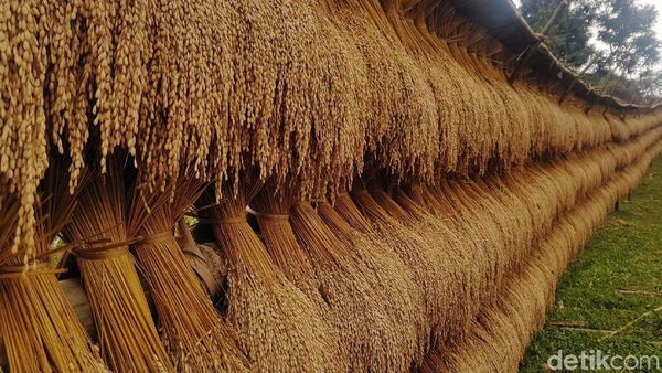 Hebat! Begini Cara Warga Baduy Jaga Ketahanan Pangan
