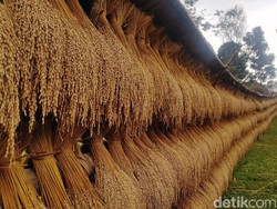 Nawangwulan, Ibu, dan Ketahanan Pangan