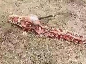 Kerangka Naga Raksasa Ditemukan di China dan Bikin Heboh Kerangka Naga Raksasa Ditemukan di China dan Bikin Heboh