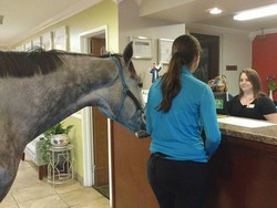 Unik! Wanita Ini Kendarai Kuda untuk Pesan Menu Wendys Lewat Drive-Thru