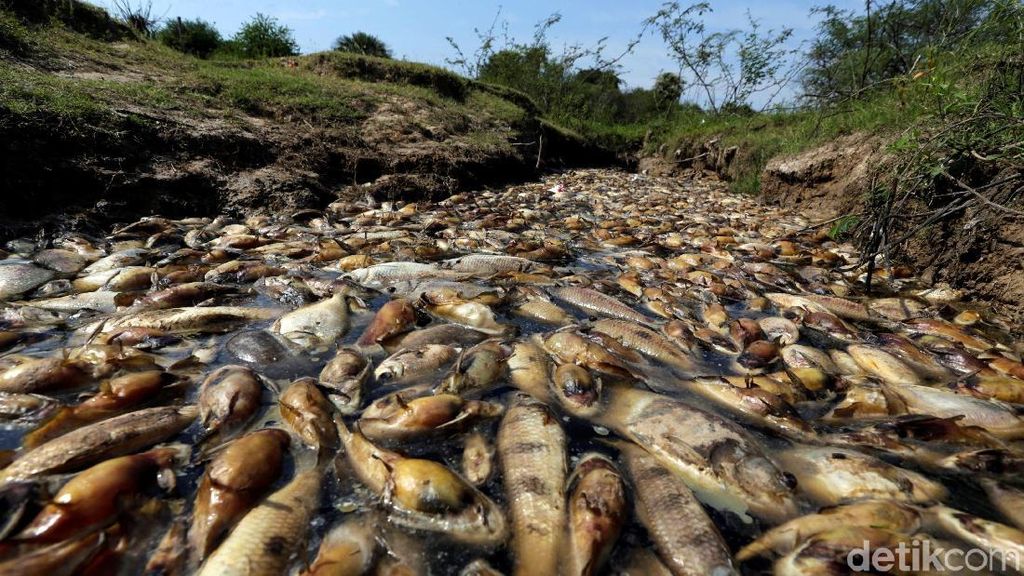Misteri Ribuan Ikan Mati di Paraguay