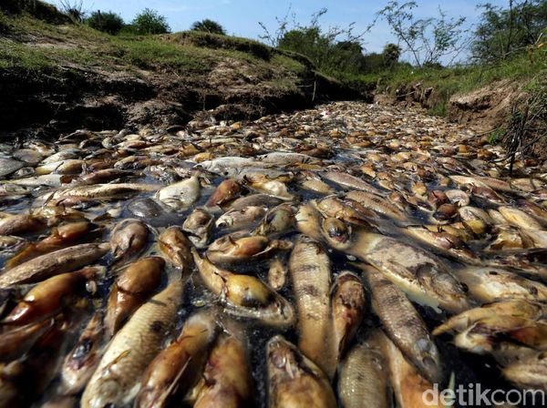 Misteri Ribuan Ikan Mati di Paraguay