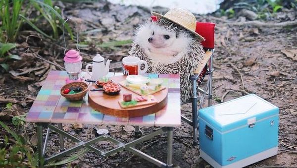 Foto: Azuki, Landak yang Suka Berpetualang