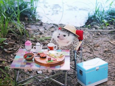 Foto: Azuki, Landak yang Suka Berpetualang