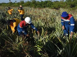 Pertamina Gandeng Petani Riau Olah Lahan Bekas Kebakaran Hutan
