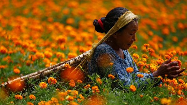 Jelang Perayaan Diwali, Petani di Nepal Panen Bunga Marigold