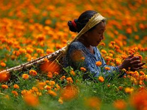 Jelang Perayaan Diwali, Petani di Nepal Panen Bunga Marigold