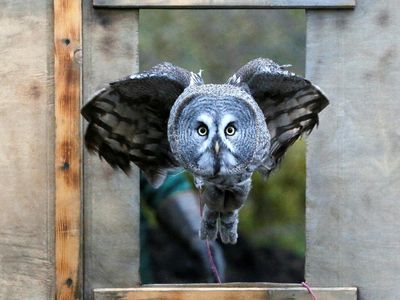 Foto: Tatapan Tajam Mykh, Burung Hantu Besar Asal Rusia