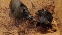 Foto: Ganasnya Adu Bagong, Duel Anjing vs Babi Hutan di Majalaya