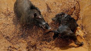 Foto: Ganasnya Adu Bagong, Duel Anjing vs Babi Hutan di Majalaya