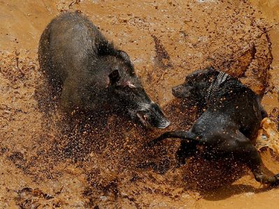 Foto: Ganasnya Adu Bagong, Duel Anjing vs Babi Hutan di Majalaya