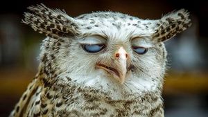 Kocak! Ekspresi Hewan Ini bikin Ngakak