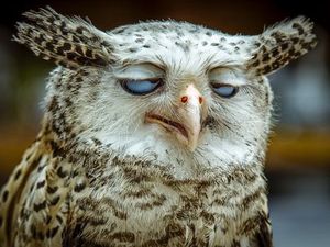 Kocak! Ekspresi Hewan Ini bikin Ngakak