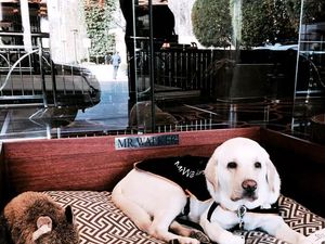 Cute! Masuk ke Hotel Ini, Penyambut Tamunya Anjing Lucu