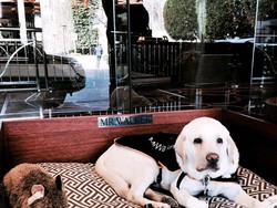 Cute! Masuk ke Hotel Ini, Penyambut Tamunya Anjing Lucu