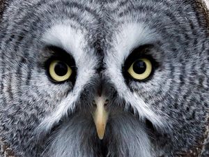 Tahukah Kamu, Air Mata Burung dan Reptil Mirip Manusia Lho