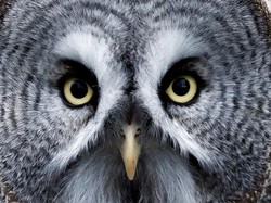 Tahukah Kamu, Air Mata Burung dan Reptil Mirip Manusia Lho