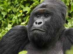 Berani? Trekking dan Bertemu Langsung dengan Gorila