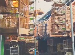 Mendengar Kicauan Burung di Pusat Kota