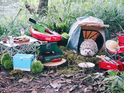 Ini Dia Landak yang Suka Berpetualang