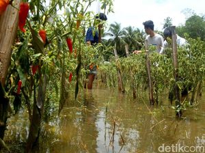 Kebanjiran, Petani Cabai di Cilacap Panen Lebih Awal
