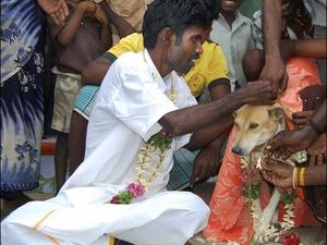 Di India, Manusia Bisa Menikah dengan Anjing atau Pohon