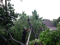 Pohon Tumbang Timpa 1 Rumah di Kemang Timur, Jaksel