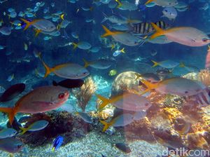 Tempat Berenang Bareng Ratusan Hiu di Singapura