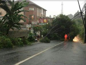 Pohon Tumbang Menutup Jalan di Depan TPU Jeruk Purut