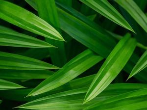 Mitos Bau Pandan sebagai Kembang Boreh, Benarkah Identik dengan Kematian? Mitos Bau Pandan sebagai Kembang Boreh, Benarkah Identik dengan Kematian?