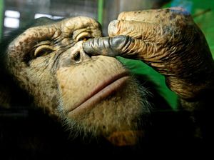 Lucu! Simpanse Ini Tertangkap Kamera tengah Ngupil