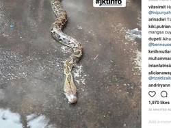 Hujan Deras di Jatipadang, Ular Sanca Muncul